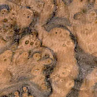 Walnut Burl veneer sample